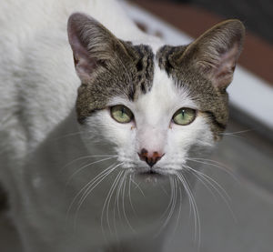 Close-up portrait of cat