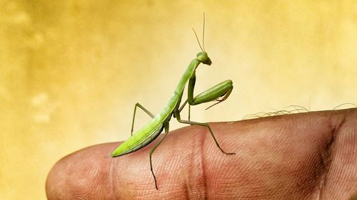 Cropped image of person holding mantis on finger