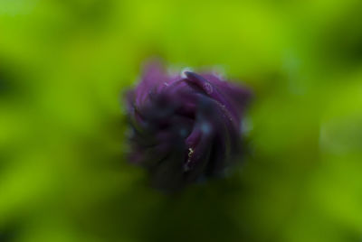 Close-up of purple flower