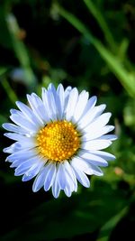 Close-up of purple white flower