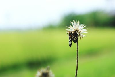 Close-up of dandelion on field