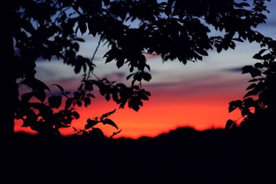 Silhouette of trees at sunset