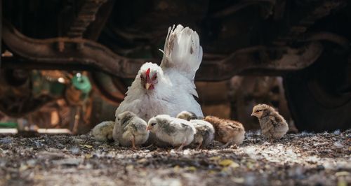 Surface level of hen with young ones