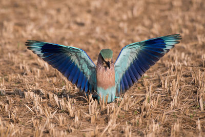 Close-up of bird flying over land