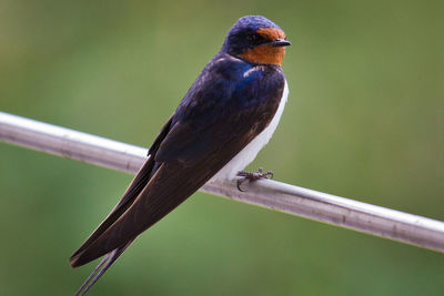 Rear view of a bird on railing