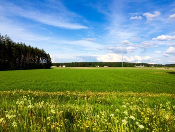 Scenic view of field against sky