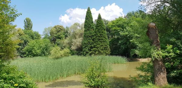 Panoramic shot of trees on field against sky