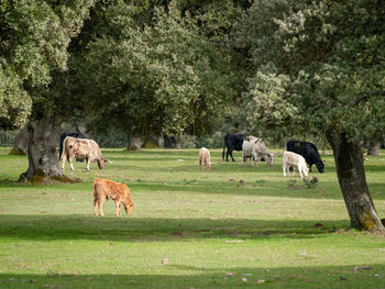 Cows grazing on field