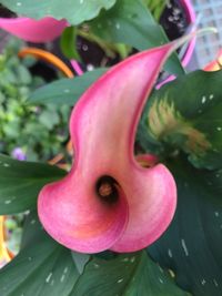 Close-up of pink flower