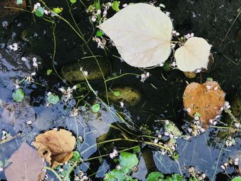 High angle view of dry leaves floating on water