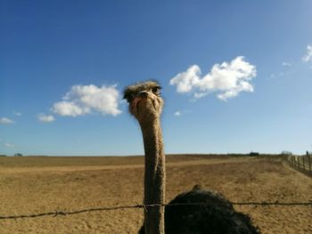 Portrait of ostrich against sky