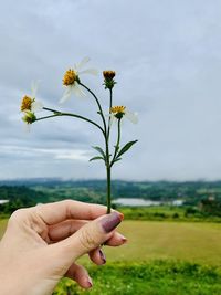 Midsection of person holding flowering plant