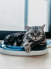 Close-up of a cat resting