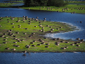 High angle view of ducks in lake