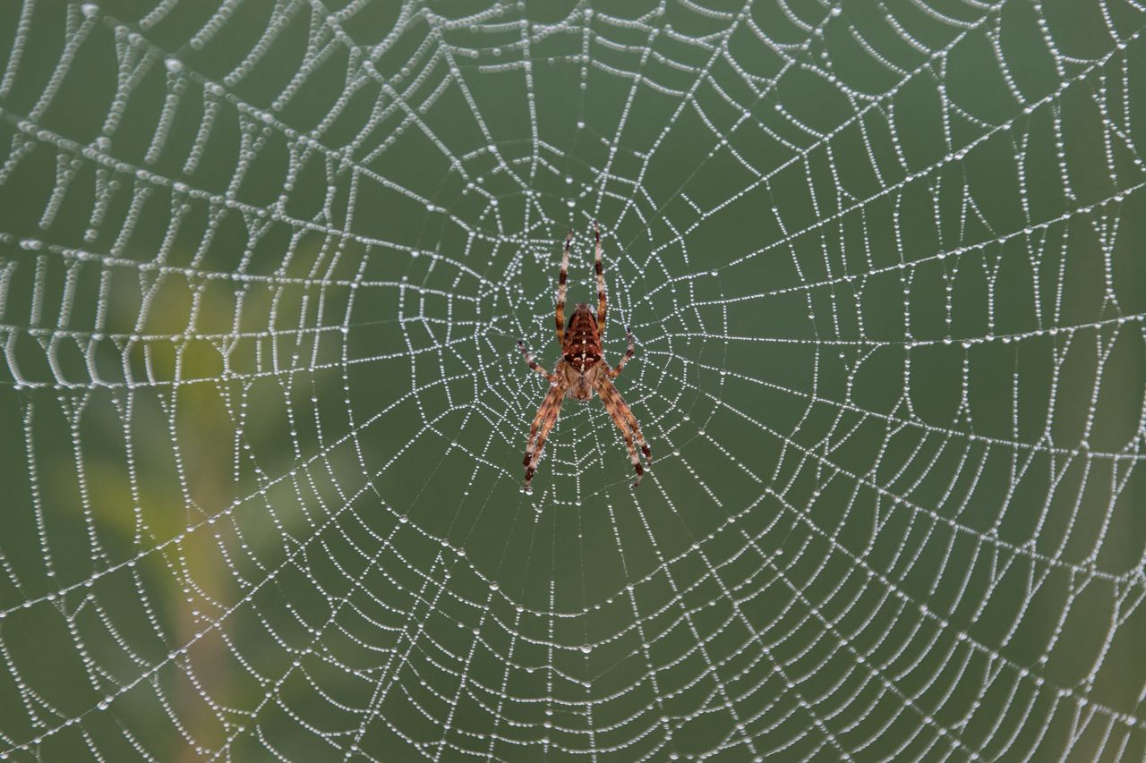 CLOSE-UP OF SPIDER AND WEB