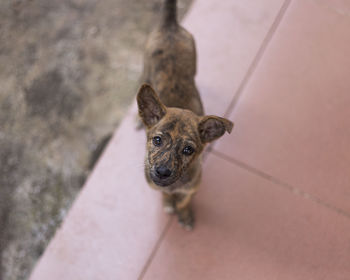 High angle portrait of dog standing on floor