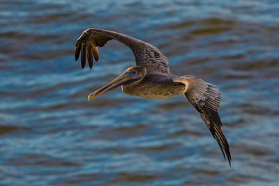 Bird flying over sea