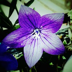 Close-up of purple flower