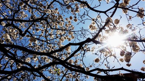 Low angle view of trees against sky