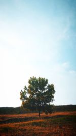 Trees on field against sky