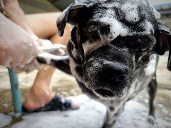 Close-up of dog