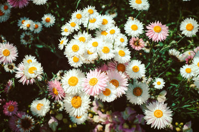 Close-up of daisies
