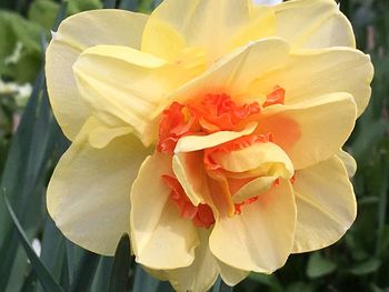 Close-up of yellow flower blooming outdoors