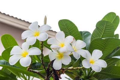 Close-up of white flowering plant