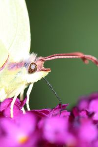 Close-up of insect on flower