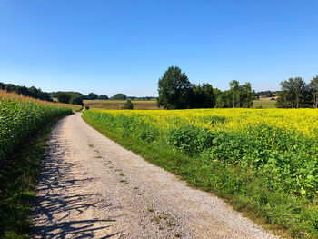 Scenic view of agricultural field against clear sky