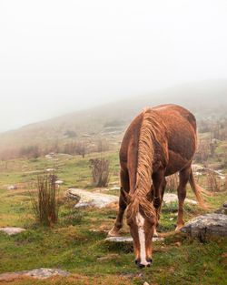 Horse grazing in a field