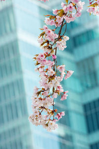 Low angle view of cherry blossom tree