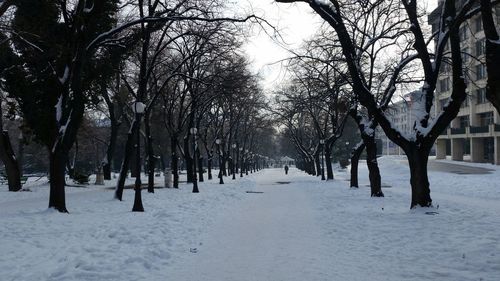 Trees on snow covered landscape