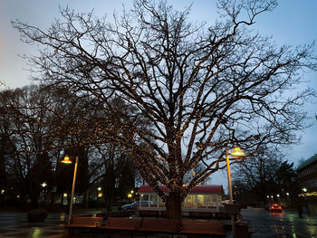 Low angle view of bare trees against sky at night