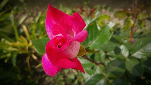 Close-up of pink flower blooming