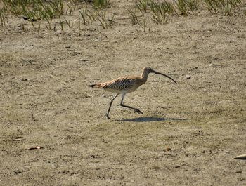 Side view of a bird on field