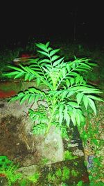 High angle view of plants growing on field