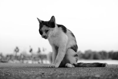 Cat looking away against sky