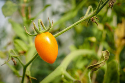 Close-up of orange on tree