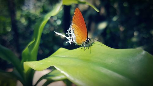 Close-up of butterfly perching on plant