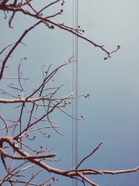 Low angle view of bird on branch against clear sky