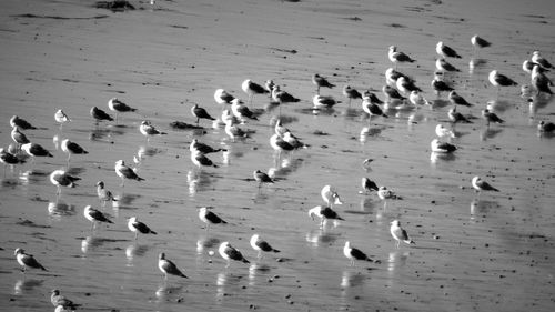 Flock of birds perching on shore