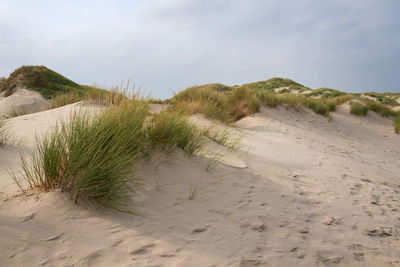 Panoramic image of the coastal landscape of amrum, north sea, germany