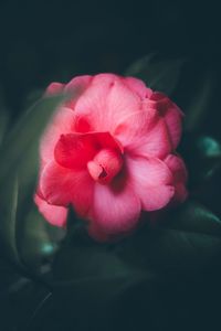 Close-up of pink flower blooming outdoors