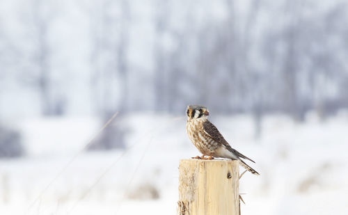 Close-up of bird perching on wooden post