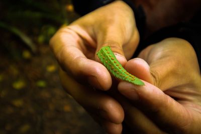 Cropped hands of person holding green plant