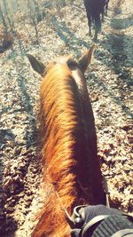 Close-up of horse on field