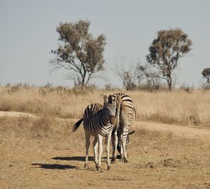 Zebra standing on field