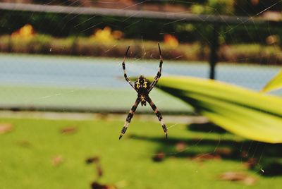 Close-up of spider on web