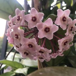 Close-up of pink orchids